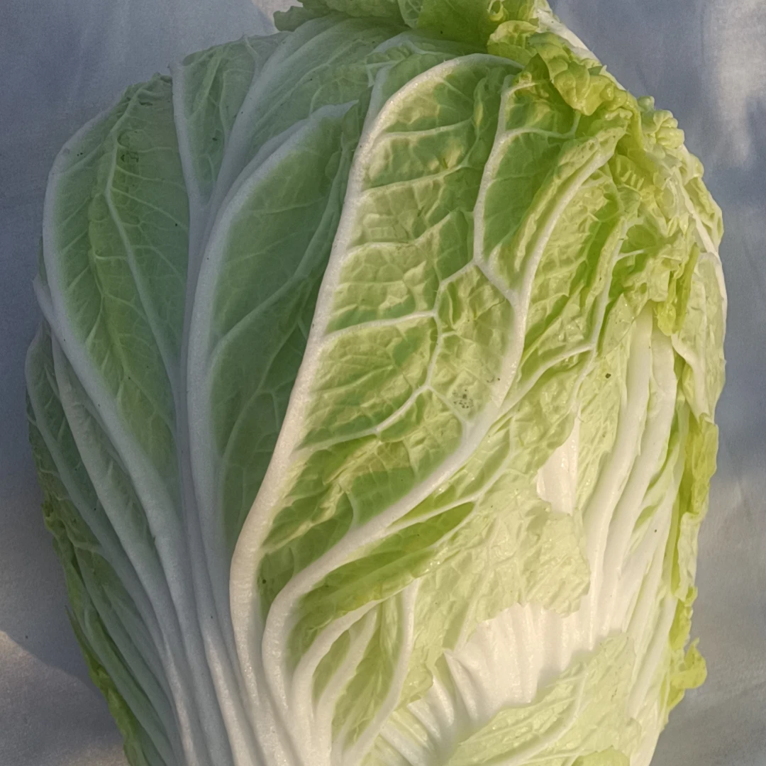 河南杞县地头大白菜