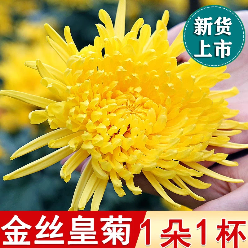 特级 菊花 金丝皇菊  黄菊大朵一朵一杯10g 熬夜 豆蔻金银花贡菊
