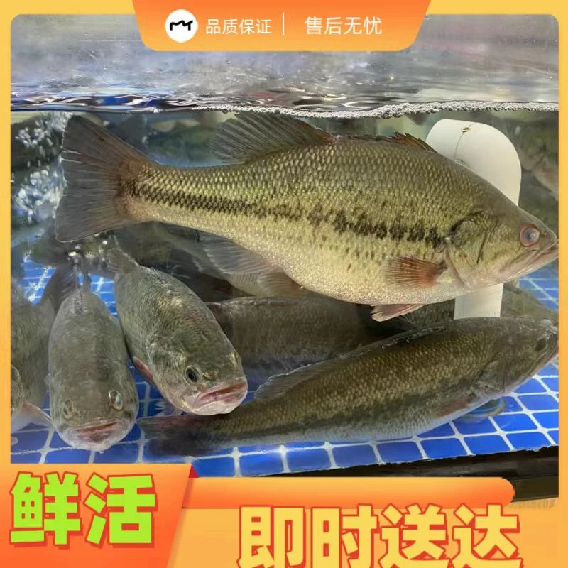 鲜活淡水鲈鱼1.4斤左右