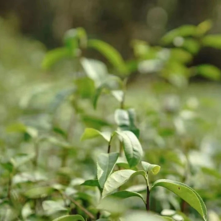 其云正岩   （瑶望/云亭/各一盒）武夷岩茶