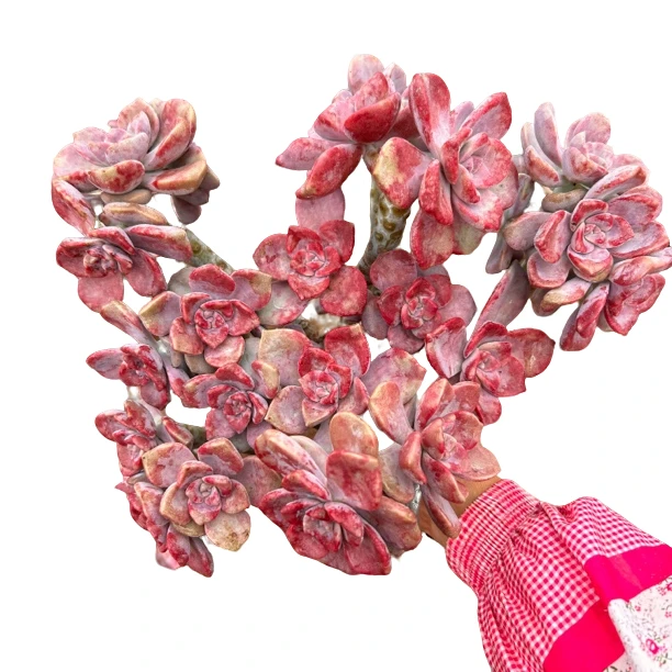 老桩糖心地栽超大丸叶紫乐多肉植物[冠幅30公分]盆栽多肉多肉盆栽