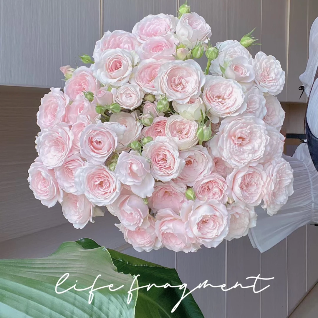 B“仙子之吻”多头玫瑰10支装【任意两单包顺丰%10起售后】