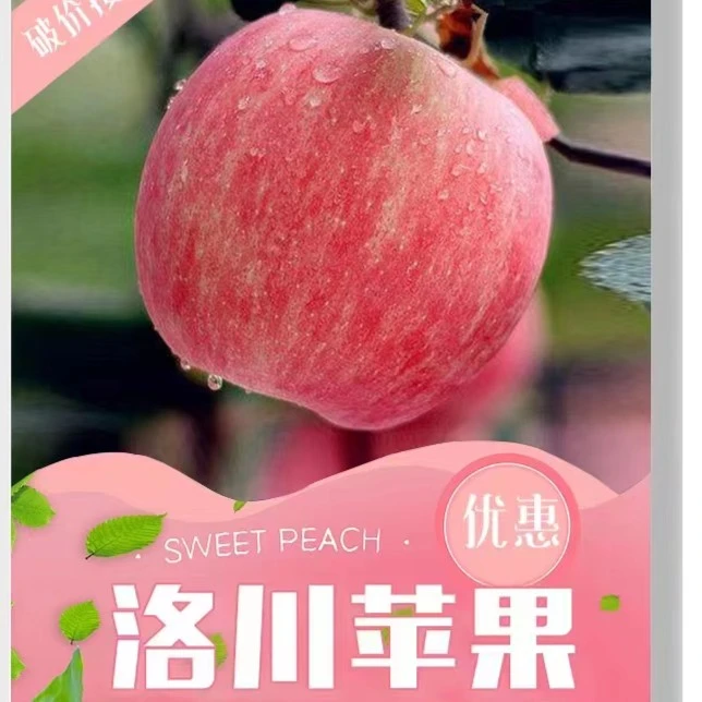 果然高明洛川苹果放心带皮吃自产自销脆甜爽口香甜美味正宗