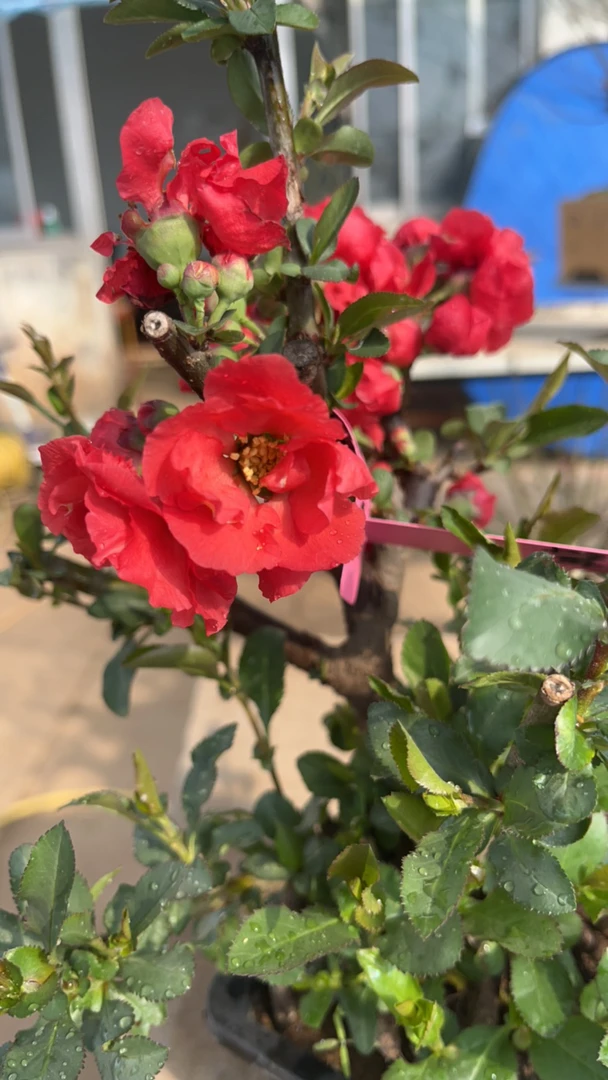 林之舞长寿乐白兰地垂丝海棠各种海棠一物一拍