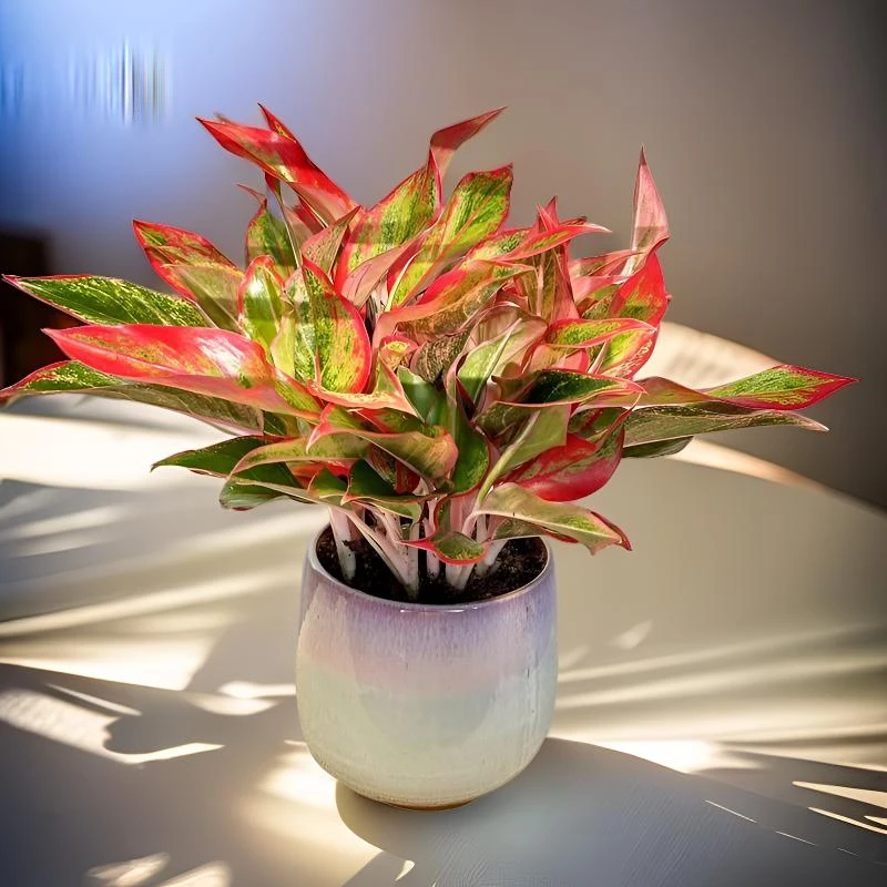 万年红盆栽 室内客厅颜色喜庆吉祥寓意桌面好养易活懒人新手绿植