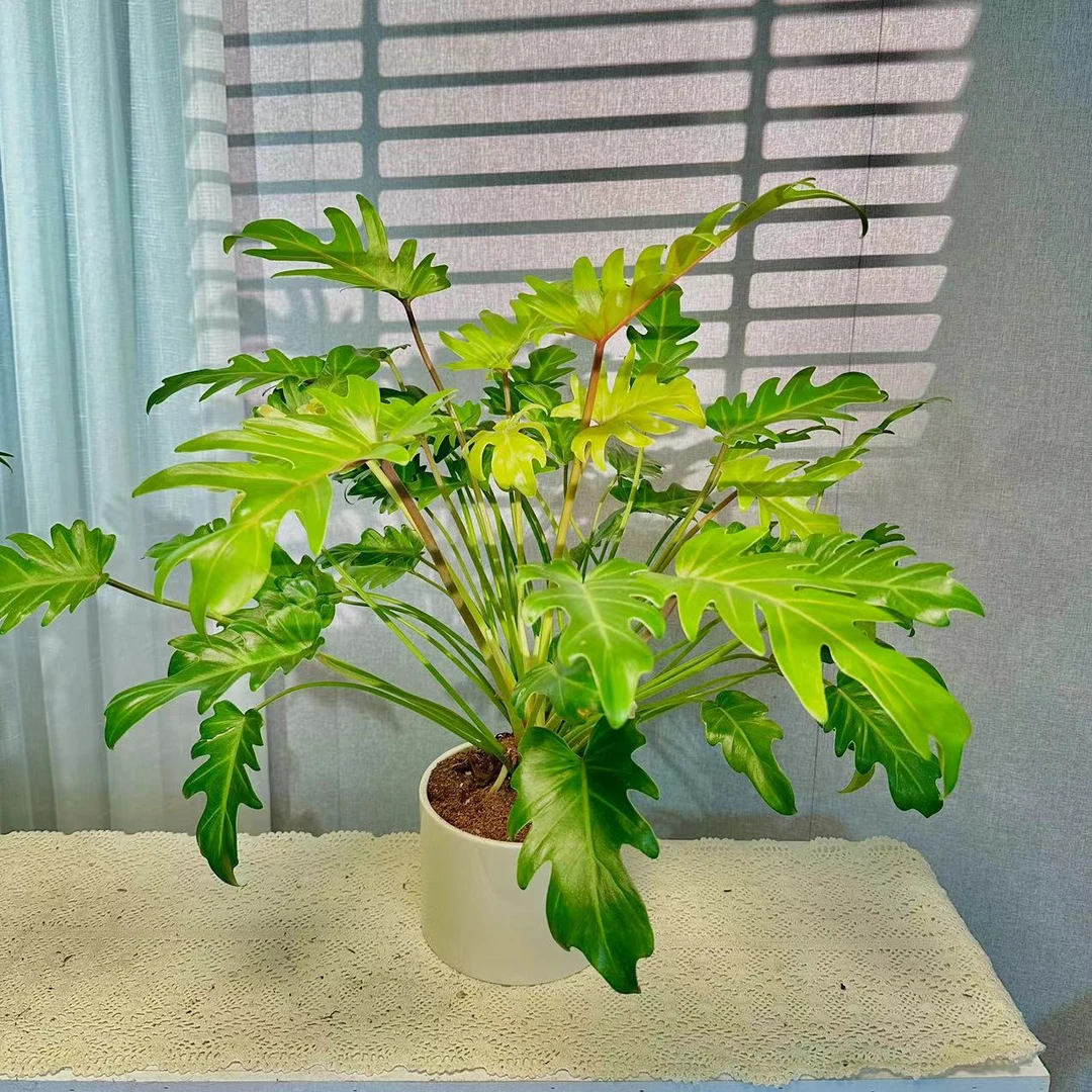 黄金小天使 室内桌面小绿植盆栽四季常绿软装客厅轻奢风创意个性