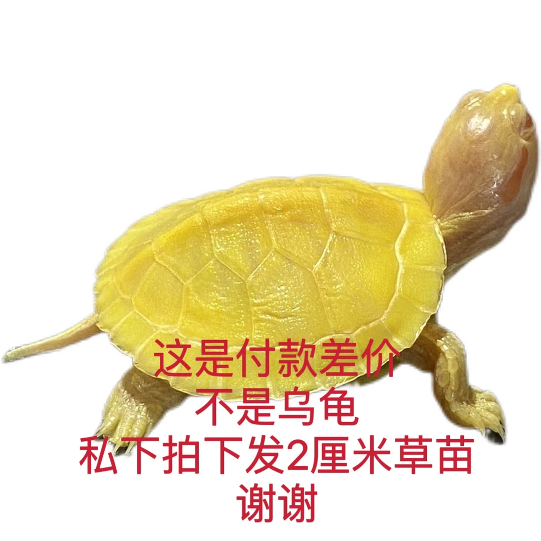 直播间付款乌龟北美鳄地图龟火焰龟大鳄小青龟巴西龟好变异巴西龟