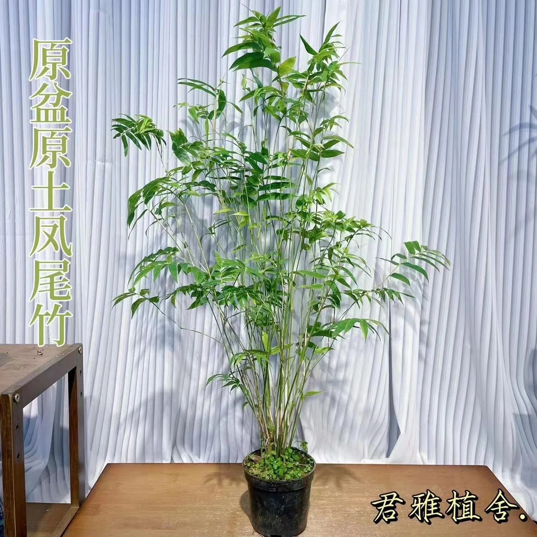 凤尾竹-观音竹好养易活 原盆原土基地直发室内盆栽茶几花卉小绿植