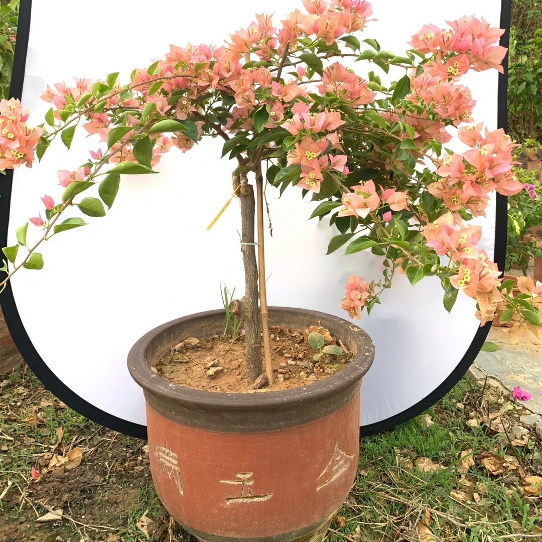 中高端精品盆景通用链接(一物一拍)三角梅园艺品种