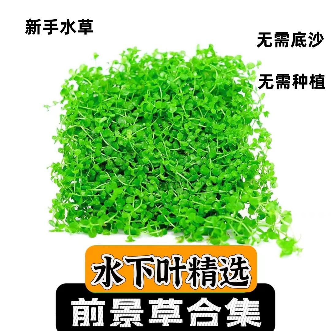 【草坪风格】前景水草集合鱼缸专用水草矮珍珠天胡荽牛毛无需种植