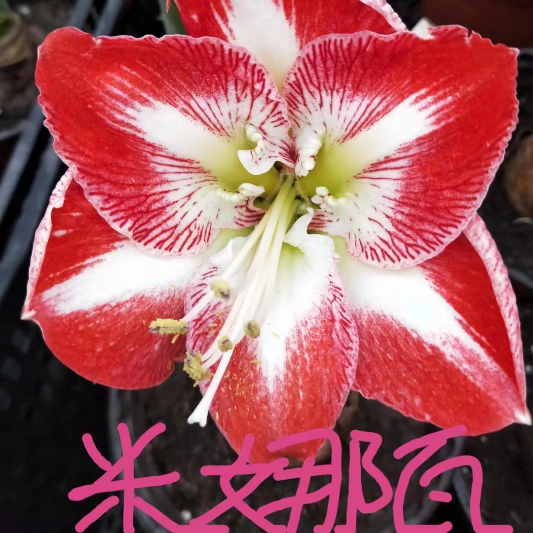 朱顶红【米娜瓦】种球花卉室内外盆栽四季植物庭院阳台