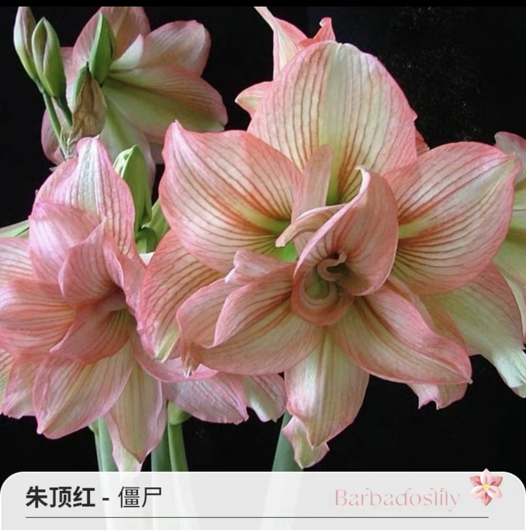 朱顶红【僵尸】种球花卉室内外盆栽四季植物庭院阳台