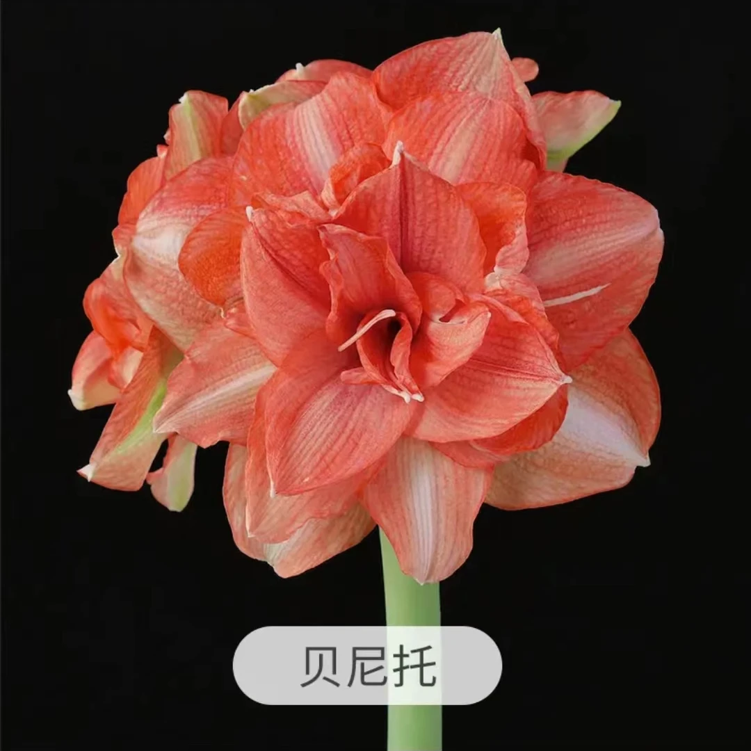 朱顶红【贝尼托】种球花卉室内外盆栽四季植物庭院阳台