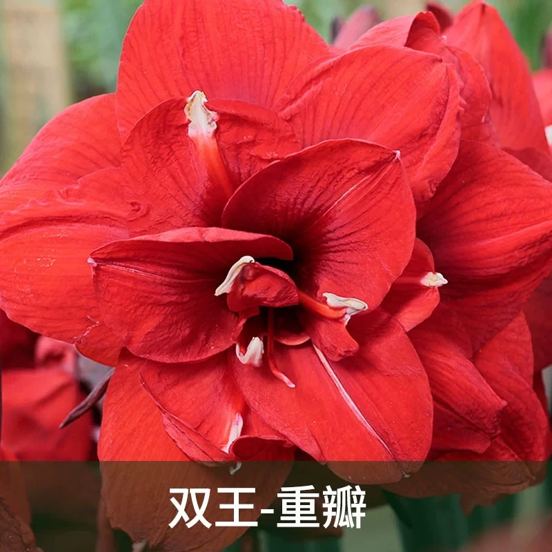 重瓣【双王】朱顶红种球花卉室内外盆栽四季植物庭院