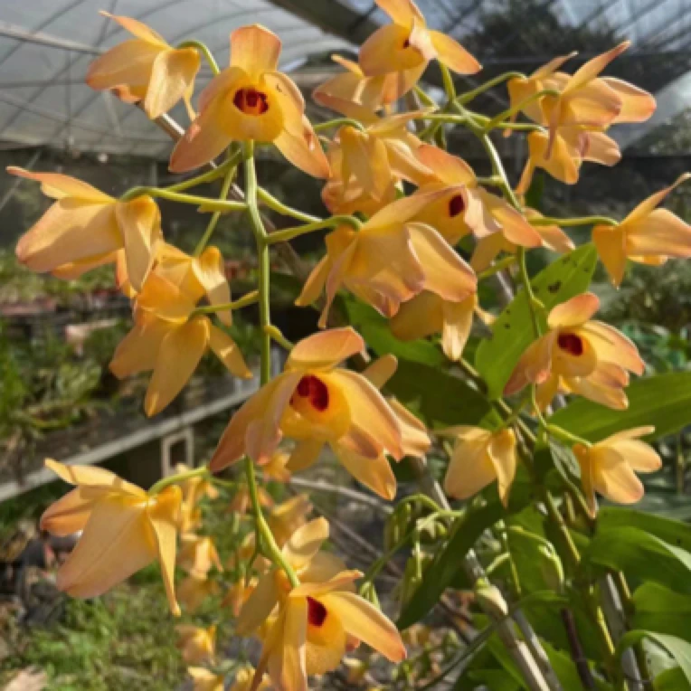 精品 黄芍唇 花香 爆花量大 巨型观赏型石斛植物栽培