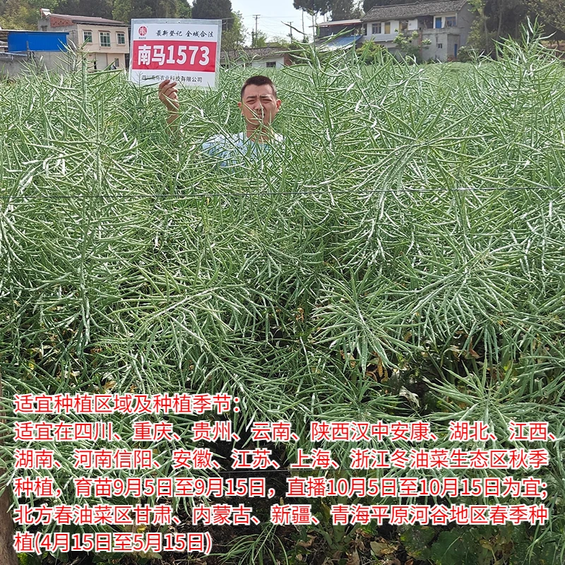 四川杂交油菜种子南马1573甘蓝型黑油菜籽种矮杆抗倒伏秋季种植