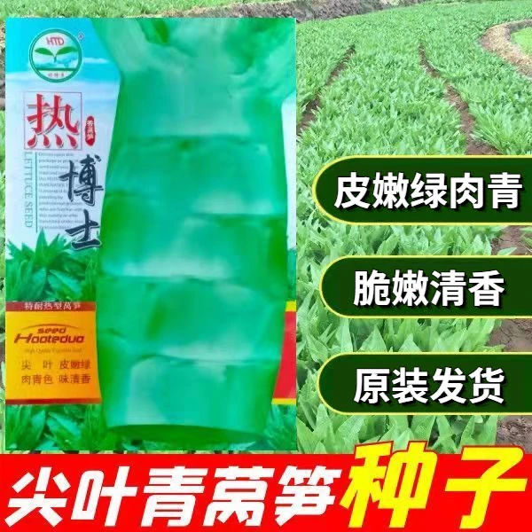 抗热香莴笋种子热博士尖叶莴笋蔬菜种籽嫩绿青笋简单易种春夏秋