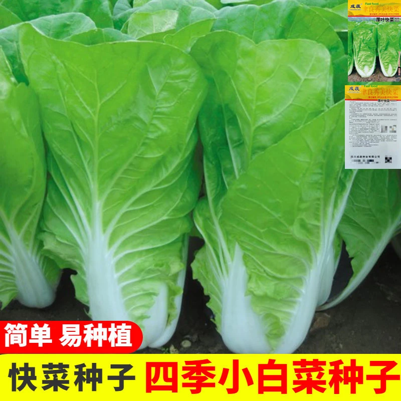 四季快菜种子小白菜种子青菜种籽小白菜籽春夏秋庭院阳台蔬菜种子
