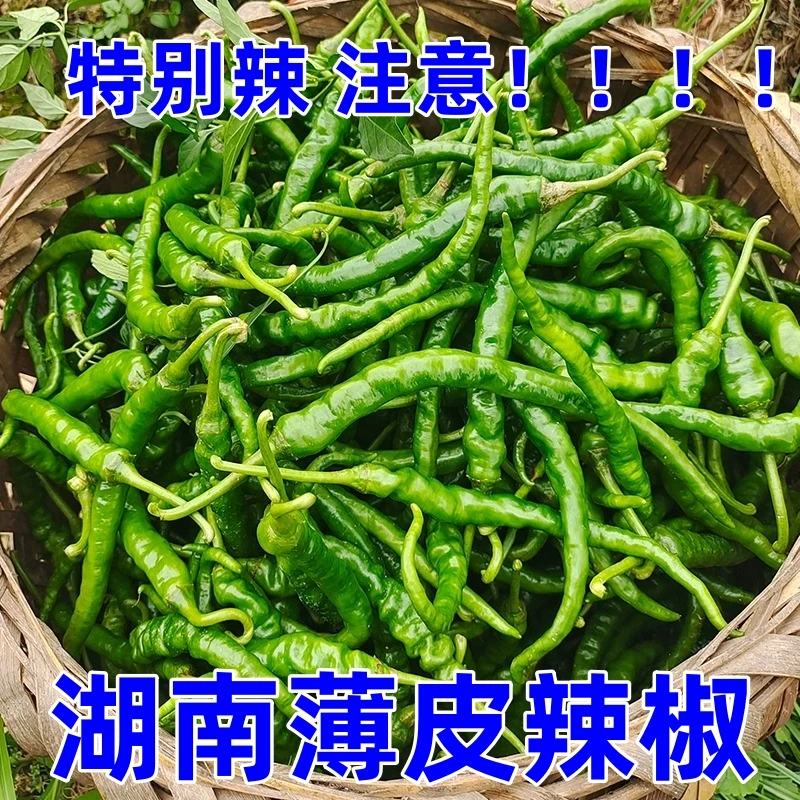 【辣爆了】现摘湖南特辣正宗薄皮青椒自种现发特产荆条辣椒新鲜