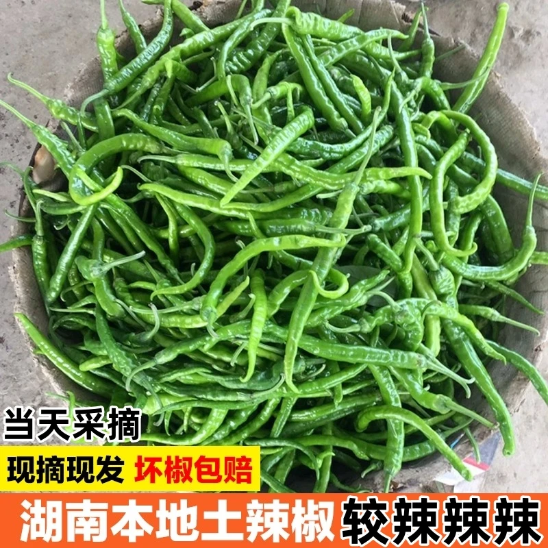 【同行来进货】现摘湖南特辣正宗薄皮青椒自种现发特产荆条辣椒新鲜