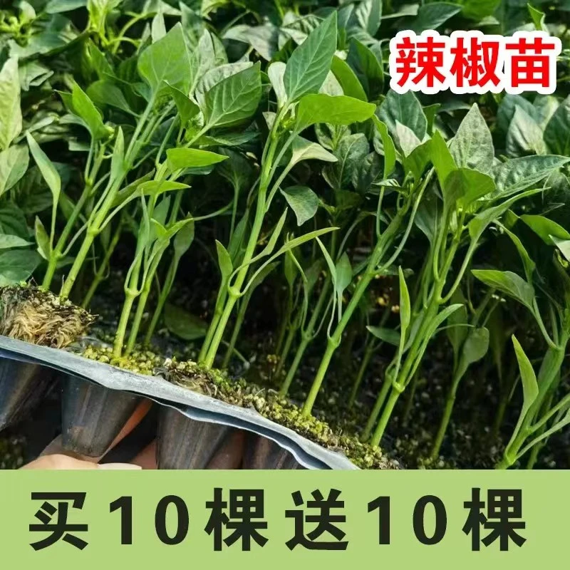 高产辣椒苗薄皮椒苗螺丝椒苗朝天椒苗蔬菜种苗