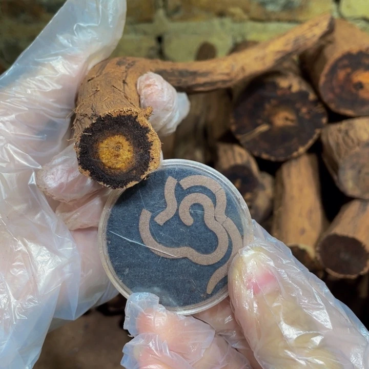 定制缅甸小叶降真香