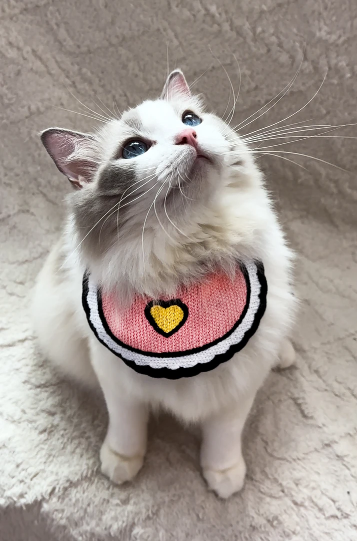 猫猫狗狗宠物口水巾ins风可爱口水围巾猫咪中小型犬配饰