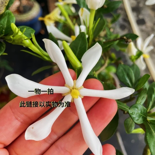 一物一拍专用链接（海岛盆景室内精美盆景）