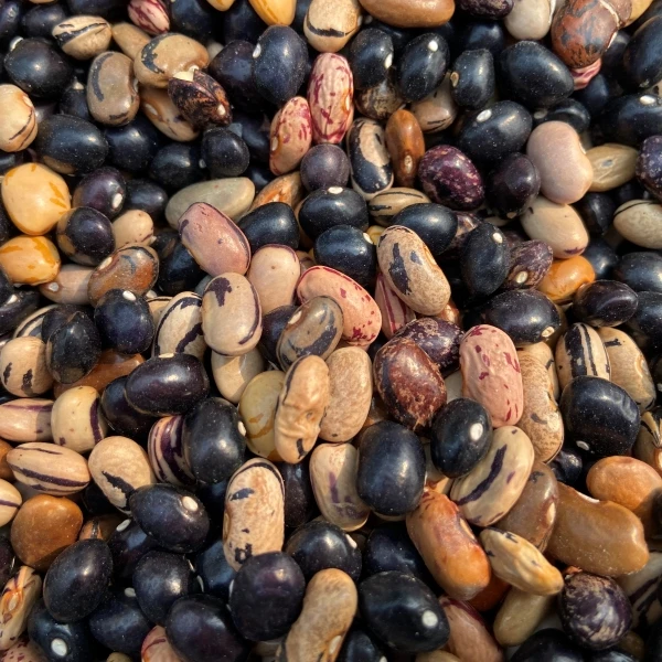 （小侯书记）2025年农家豆角粒（饭豆）