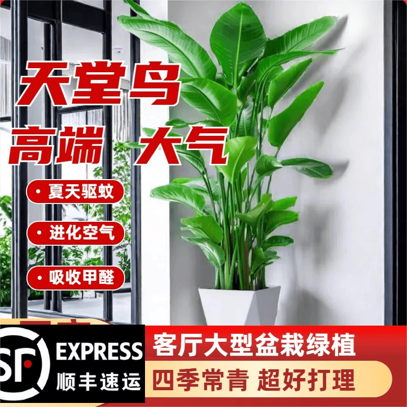 1.4-1.6米天堂鸟盆栽室内客厅办公室大叶植物花卉鹤望兰去甲醛