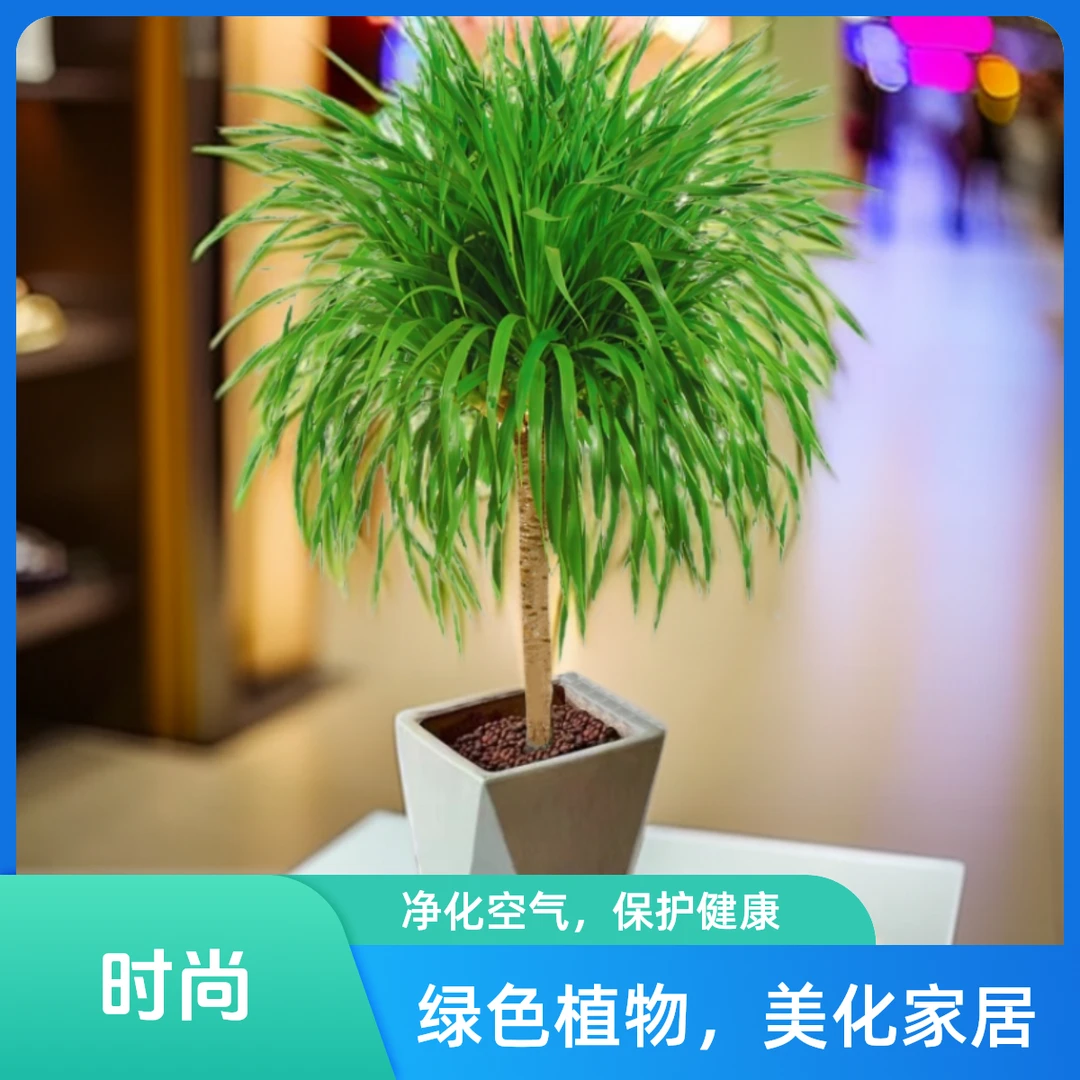 1米-1.2米单层龙血树绿植室内大型客厅景真花龙铁龙须树