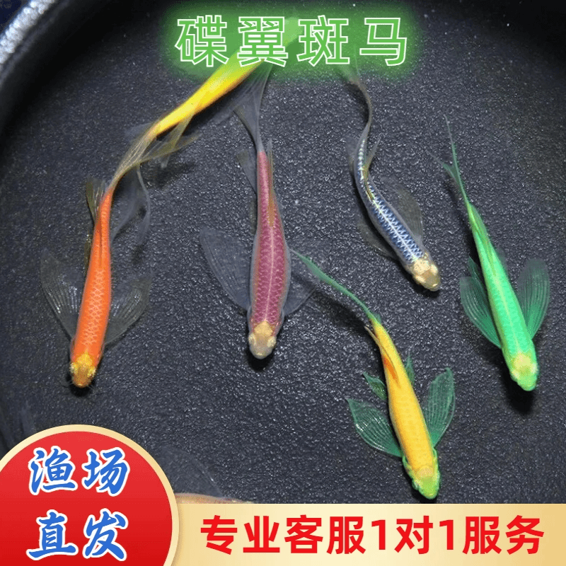 【蝶翼长尾斑马鱼】混搭七彩斑马鱼观赏小鱼灯科鱼 小型热带淡水鱼