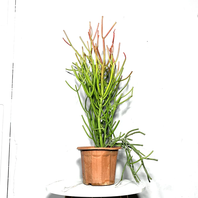 新奇特彩珊瑚红珊瑚盆栽沙漠绿植室内客厅阳台庭院花园绿化光棍树