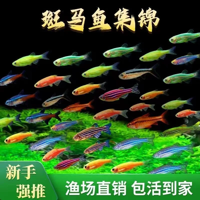 【斑马鱼】灯科鱼淡水鱼练手好养小型热带鱼观赏鱼群游