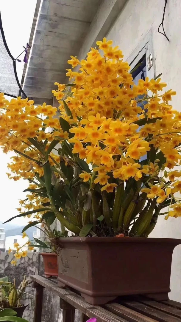 品质石斛赏花赏叶食花食叶(一物一拍)