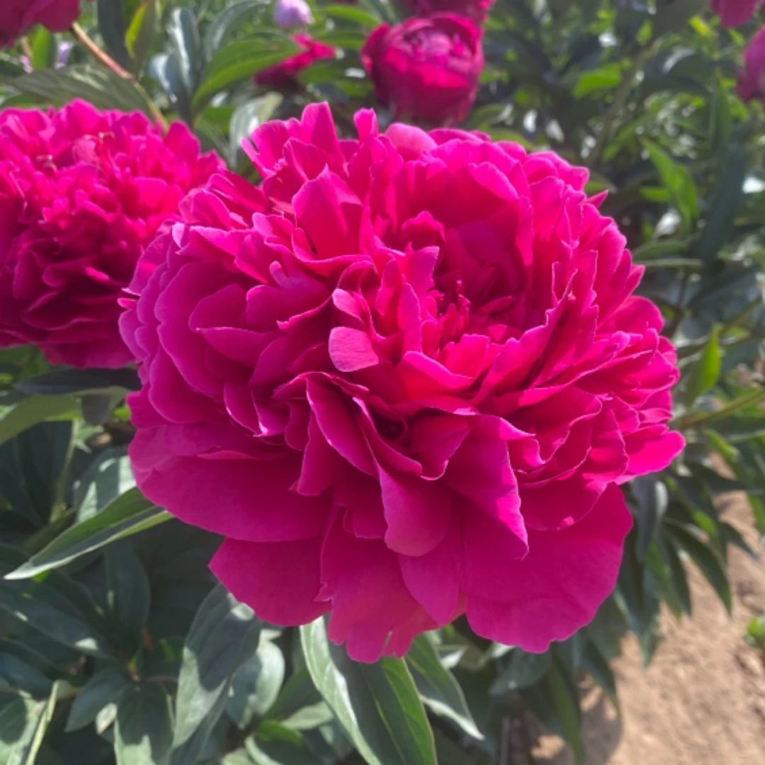 (红富士芍药)经典红色大花型观赏芍药 耐寒种植浇水饱满种植根系