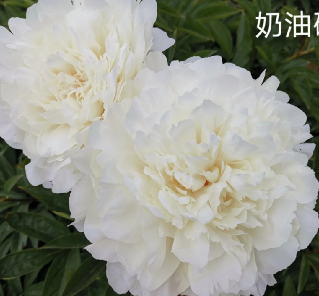 【奶油碗】Bowl of Cream开花像碗一样大的奶白色进口芍药