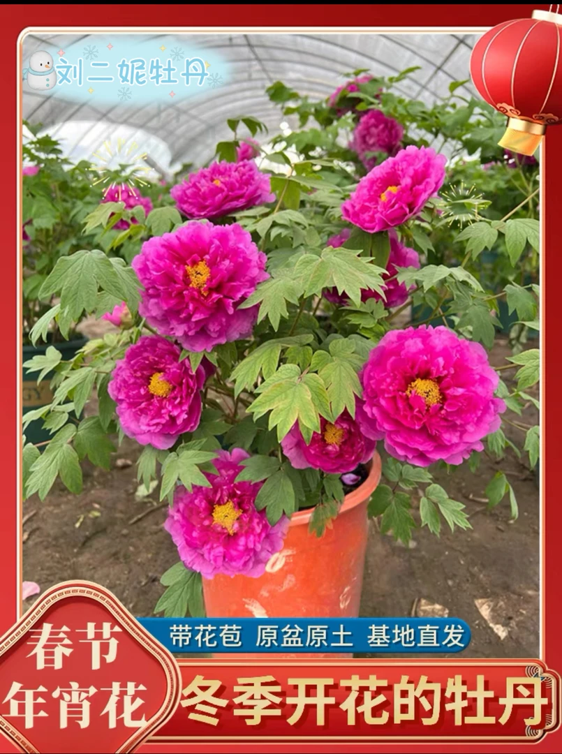 【年宵花牡丹】精品催花牡丹春节绽放原盆原土带花苞保温发货