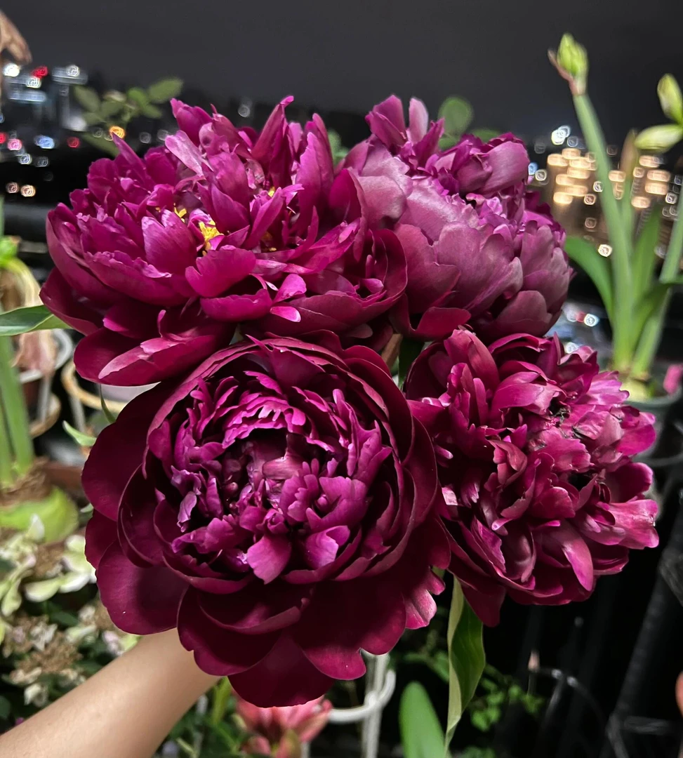 【皮特布莱德】暗红色花瓣油亮进口芍药种苗