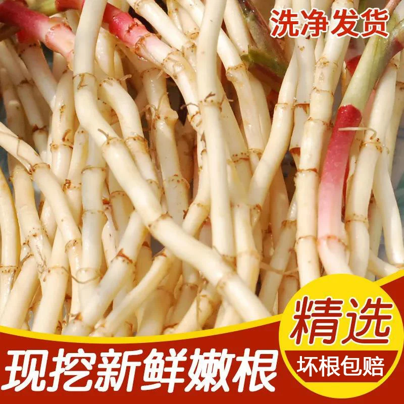 【新鲜现挖】鱼腥草嫩根折耳根农家自种凉拌蔬菜湖北特产0.5-5斤