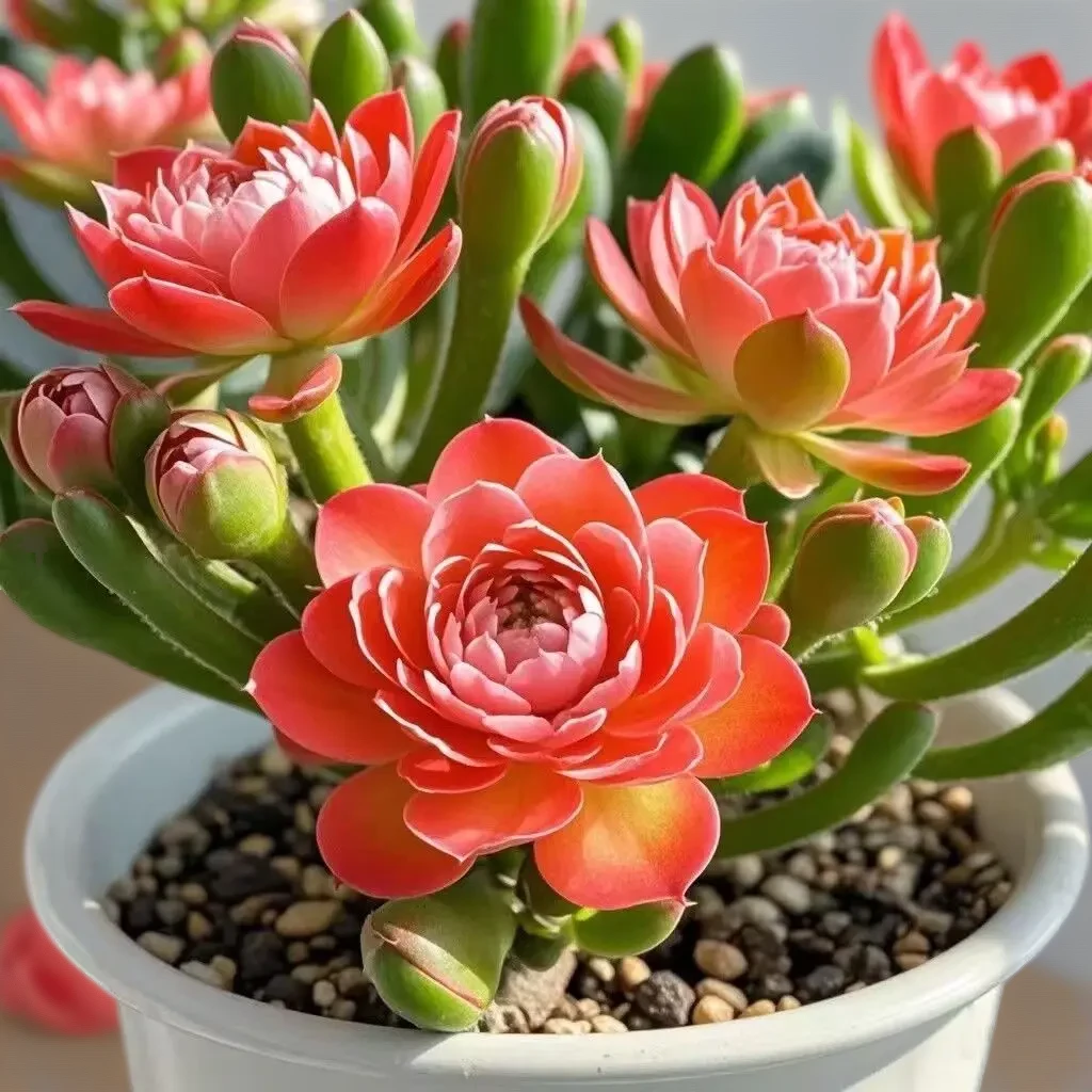 活动促销浓香重瓣大花紫月寒盆栽四季开花南北适养58