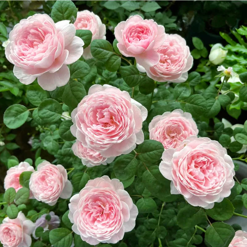 粉雨月季夏季耐晒灌木月季带花苞四季开花玫瑰大苗阳台庭院