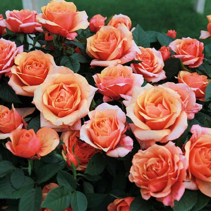 W艾帕索月季花苗盆栽阳台四季特大花浓香玫瑰花苗耐晒花期长