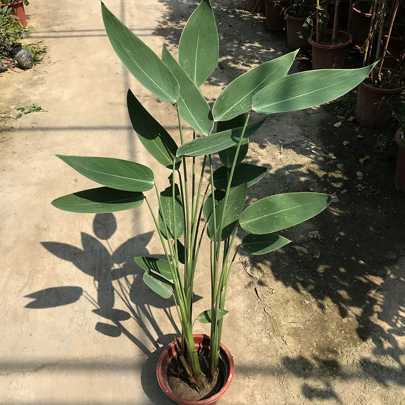 再力花水生盆栽绿植庭院绿化净化水质花河道公园别墅鱼池水生植物