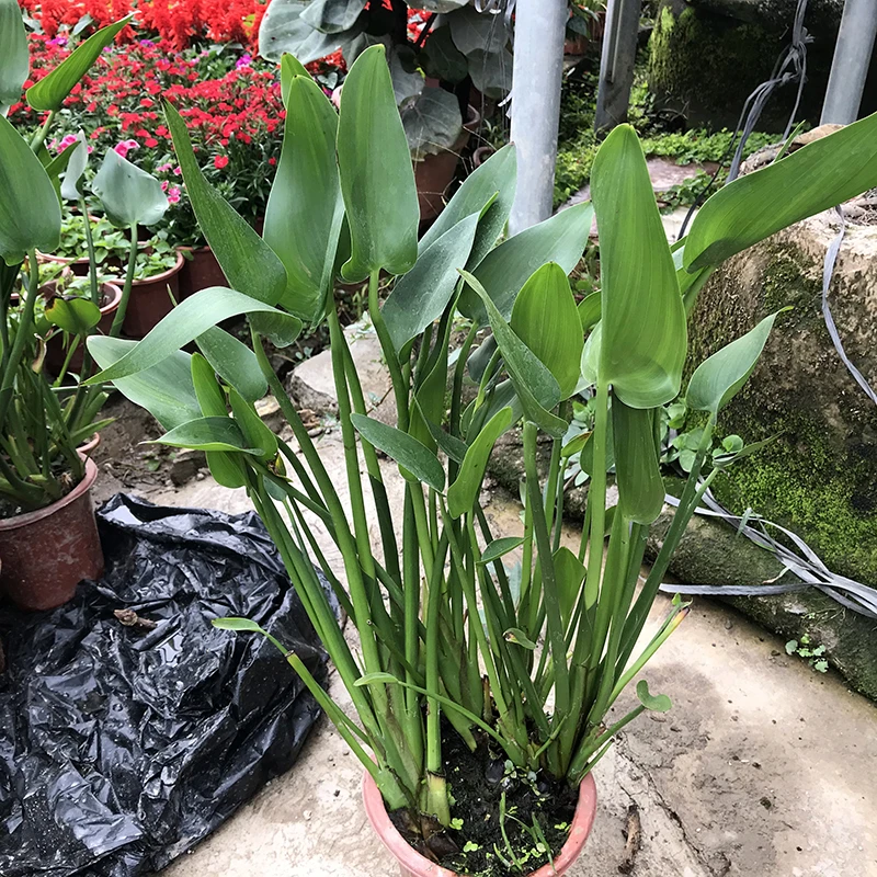 梭鱼草水生花卉挺水植物鱼塘池塘植物净化水质水池造景湿地绿化