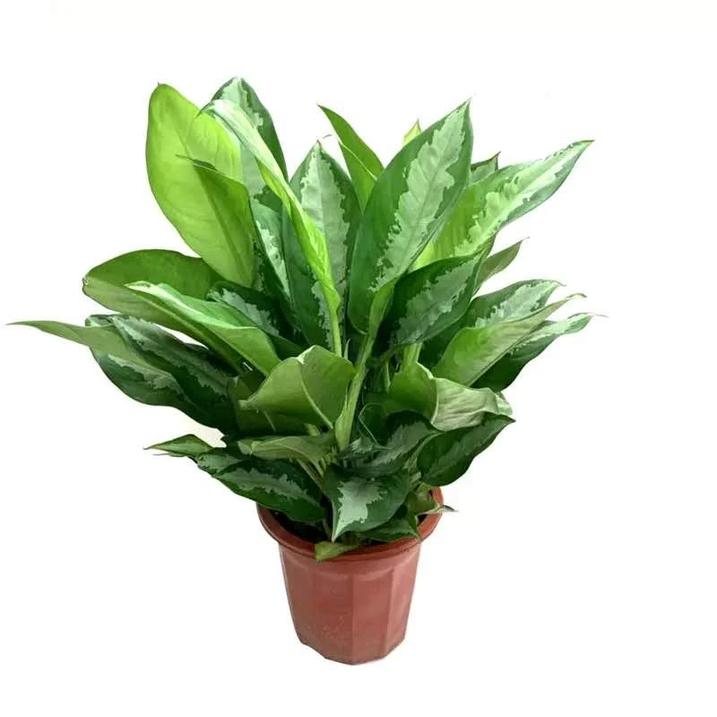 雅丽皇后盆栽万年青中大白雪粗肋草室内除甲醛新居装修吸甲醛耐阴