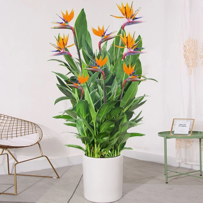 富贵鸟常年开花绿植室内客厅吸甲醛四季常青办公室植物盆栽易养活