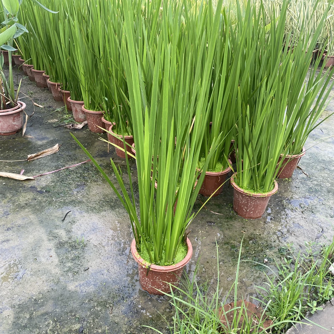 菖蒲苗水生植物香菖蒲室外池塘观赏造景蒲剑阳台盆栽驱蚊净化水质