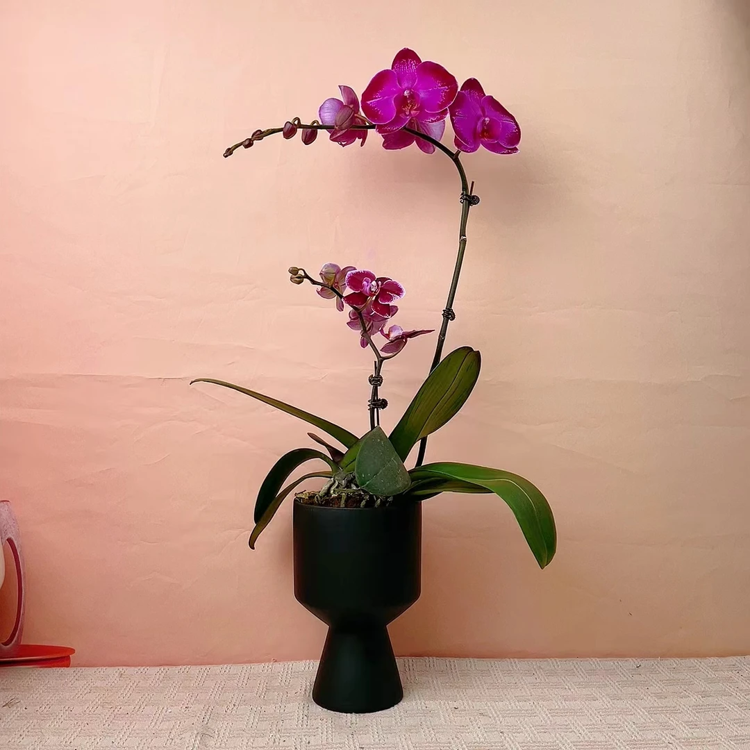 桦艺优选【双星光芒】精品蝴蝶兰花卉高雅轻奢唯美高级盆栽阳台美观