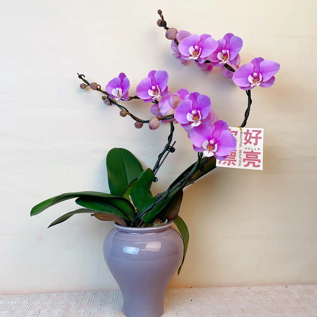 桦艺精选【  安娜  】精品蝴蝶兰室内绿植花卉高端艺术组盆系列盆栽